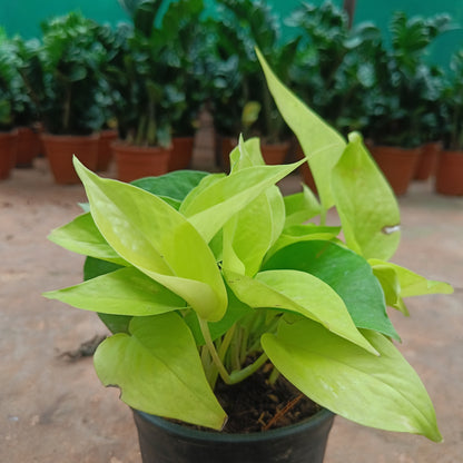 Golden Money plant