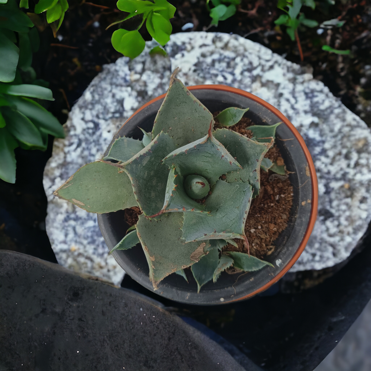 Agave potatorum