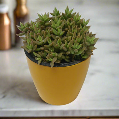 लेनोफ़िलम