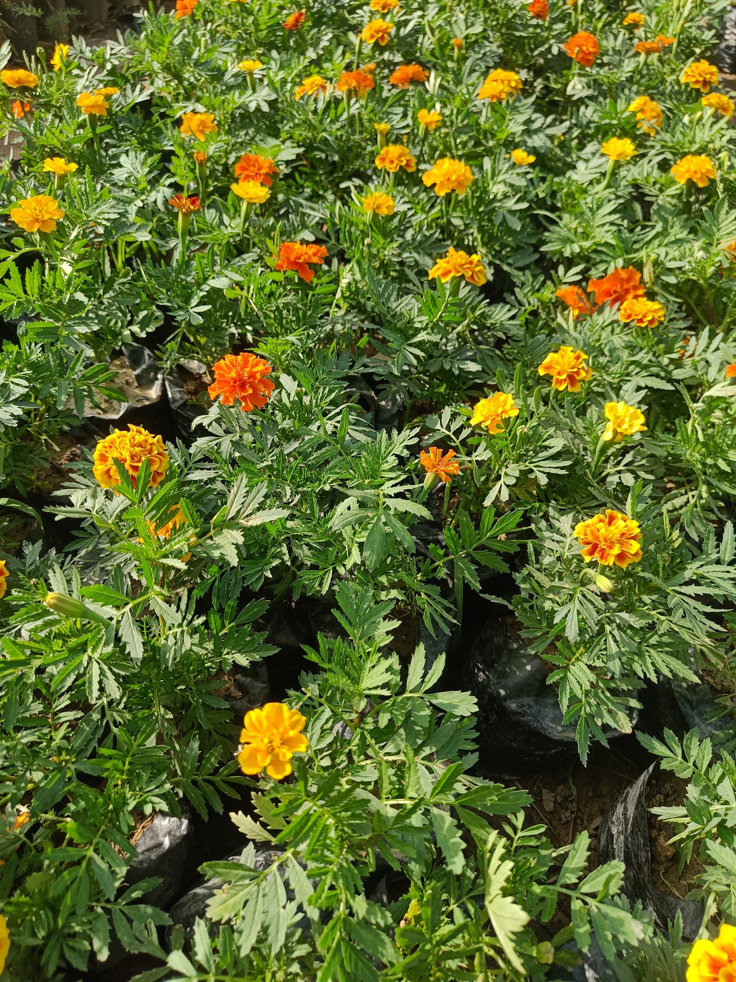 Marigold set of 2 (Only for Delhi NCR)