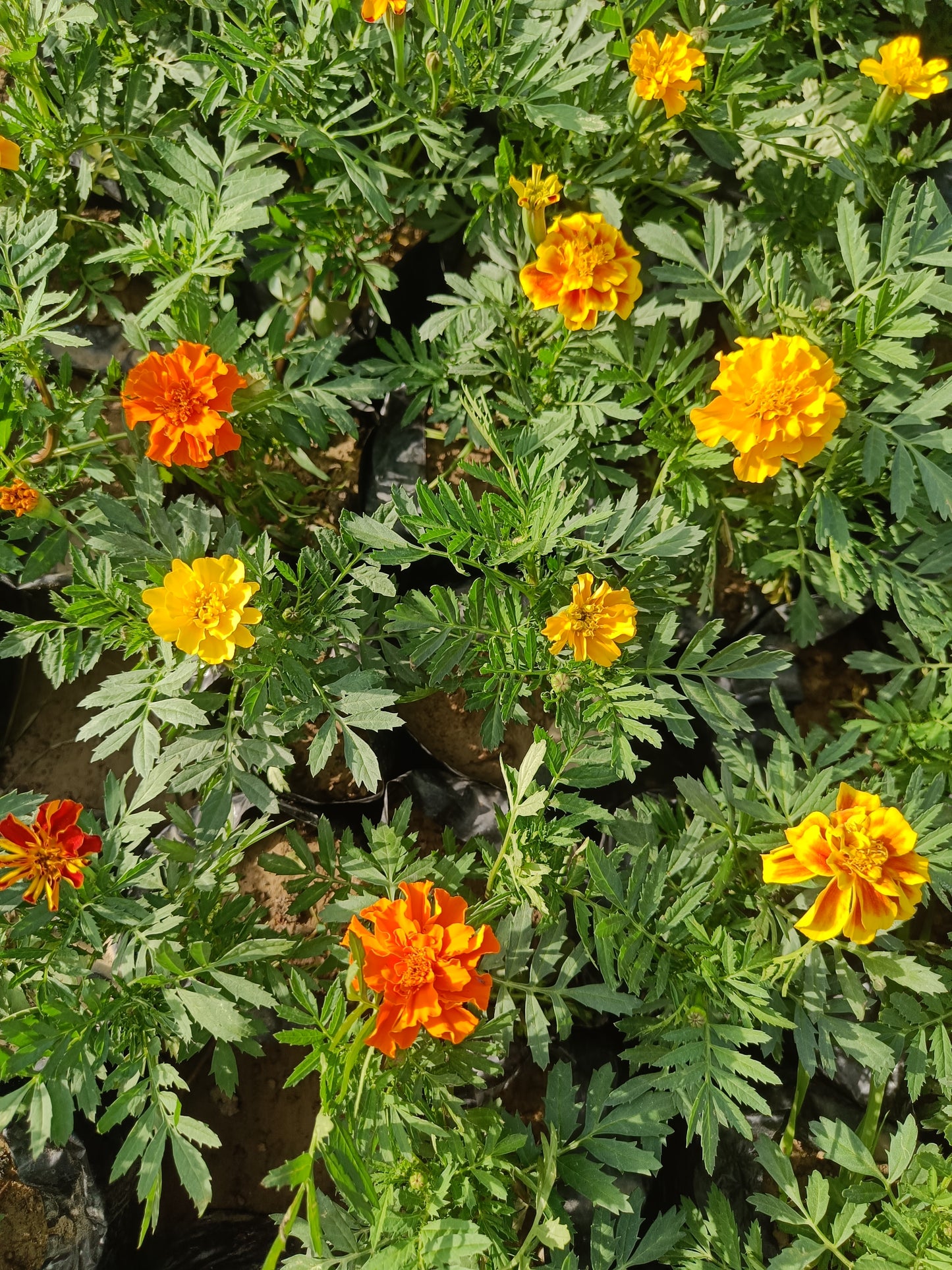 Marigold set of 2 (Only for Delhi NCR)