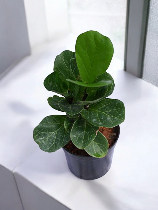 Ficus Lyrata Plant