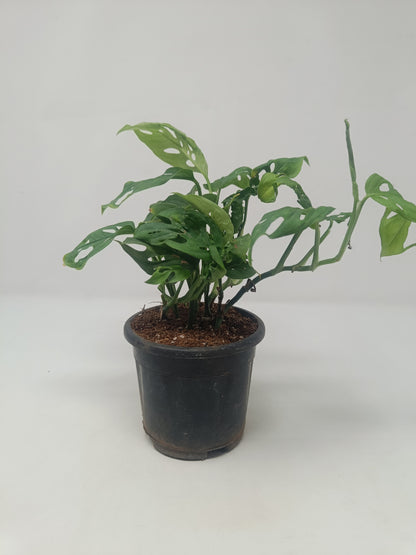 Monstera Adansonii in Black Nursery Pot