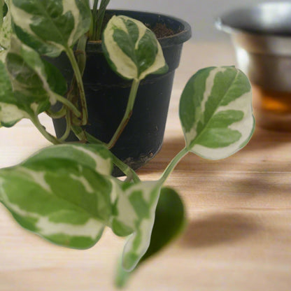 MoneyPlant- Variegated