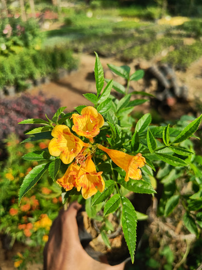 Tecoma Yellow (Only for Delhi NCR)