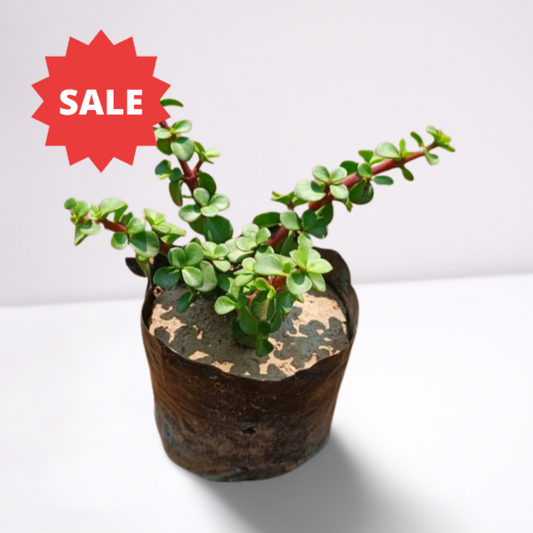 Jade Plant in 4 inch polybag
