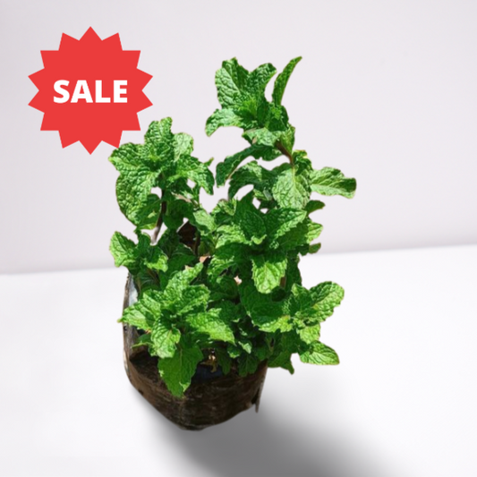 4 इंच नर्सरी पॉट में पुदीना/पुदीना