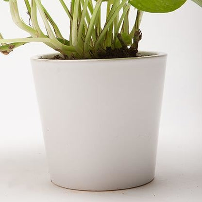 Golden Money Plant in white ceramic pot