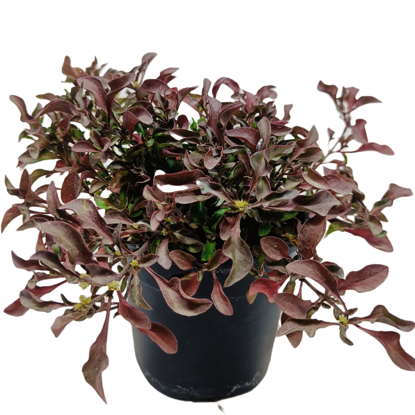 Alternanthera red