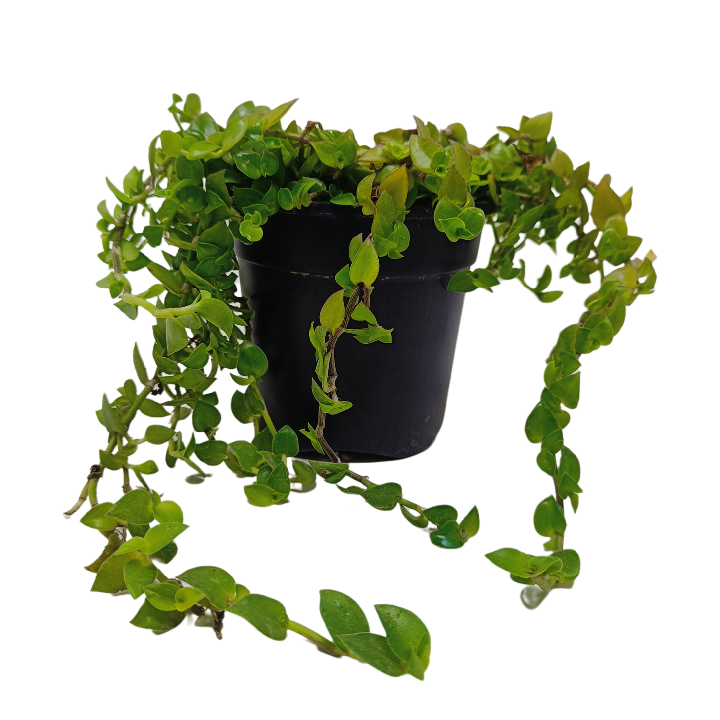 कछुआ बेल