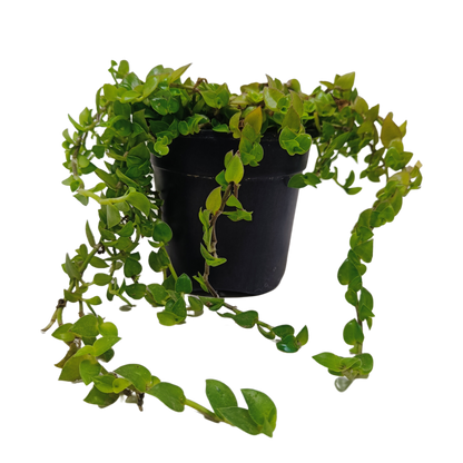 कछुआ बेल