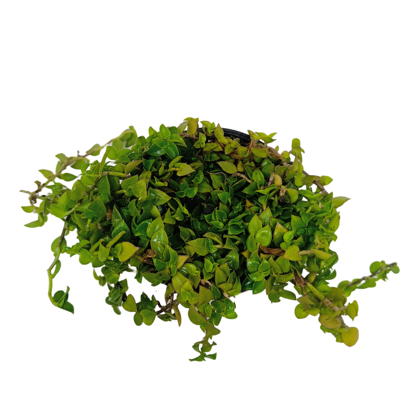 कछुआ बेल