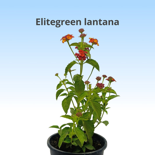एलीटग्रीन लैंटाना