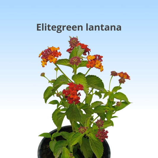 एलीटग्रीन लैंटाना