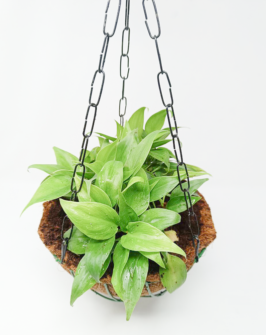 Oxycardium Dwarf + Hanging Basket