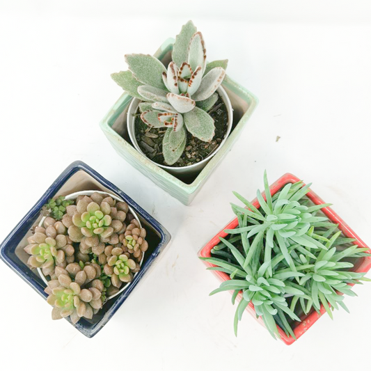 3 Succulent Plants with Ceramic Pots Set-4