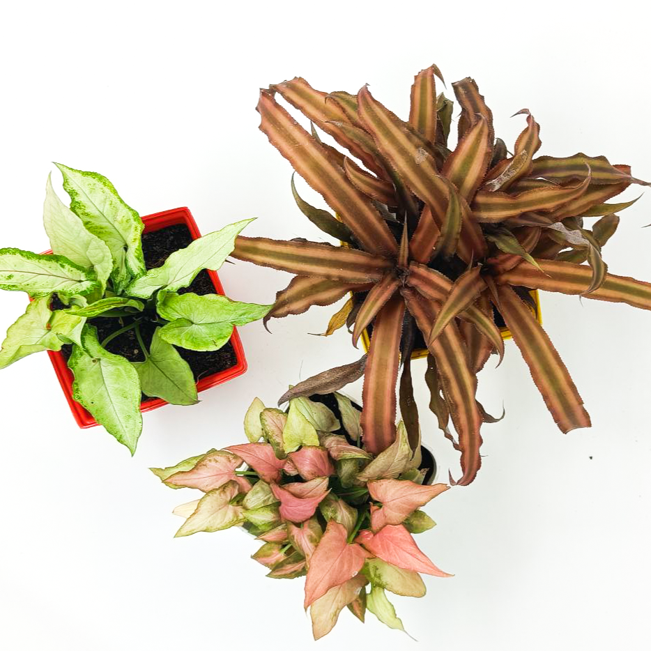 Ornamental Plant Set for Modern home