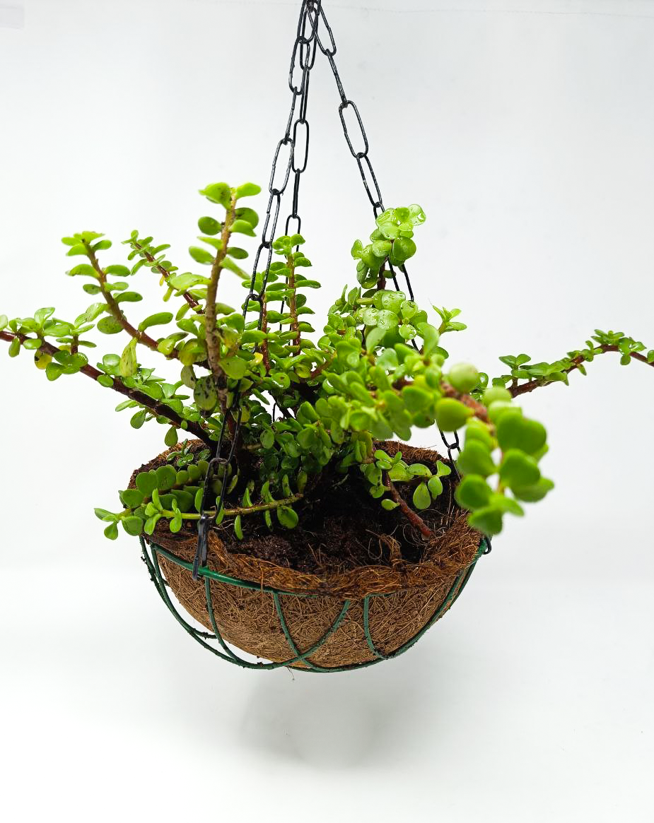 Jade Plant + Hanging Basket