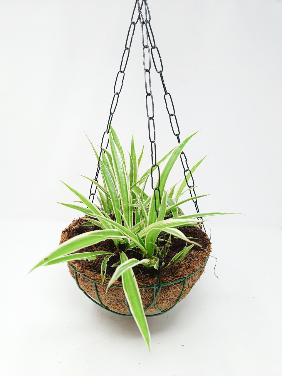 Chlorophytum, Spider Plant- Hanging Basket
