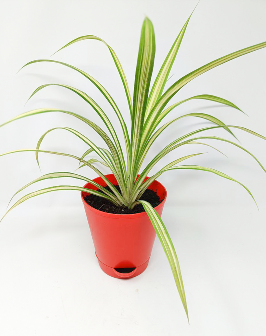 Pandanus Variegated (Golden) Plant