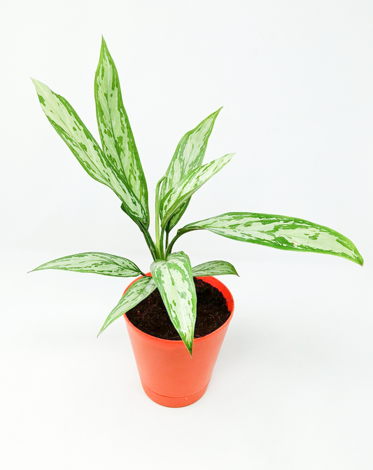 Aglaonema silver queen
