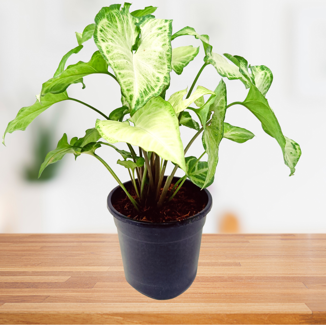 Syngonium light green