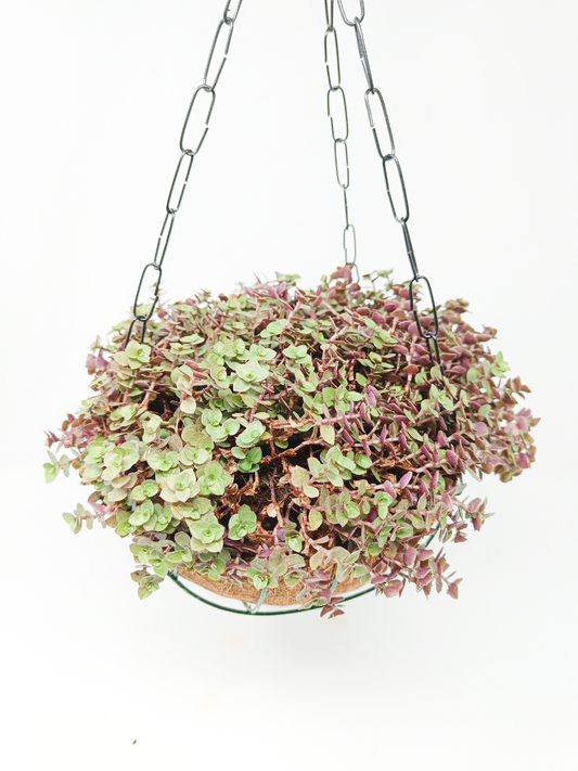 Callisia repens + Hanging Basket