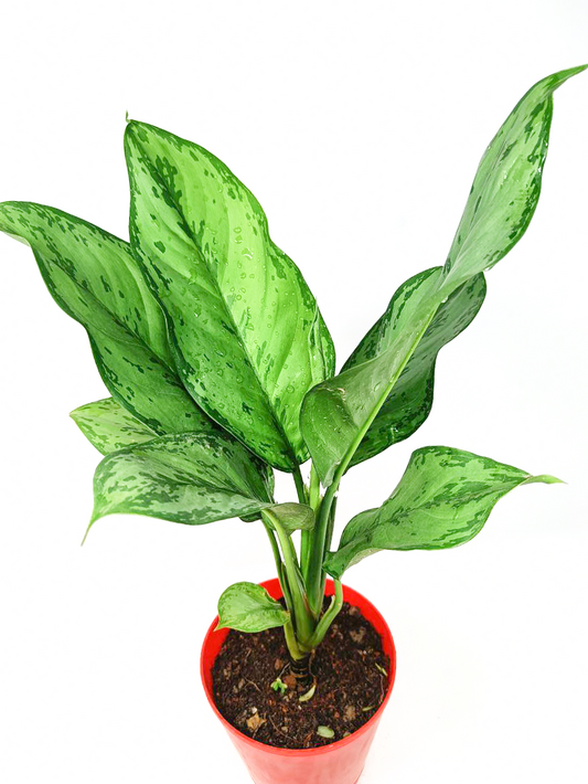 Aglaonema Chinese Evergreen