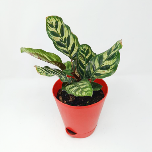 Calathea Makoyana