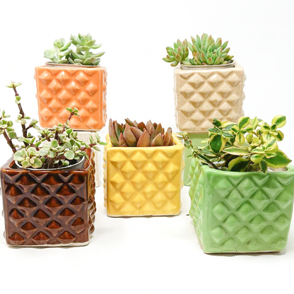 5 Succulent Plants with beautiful ceramic pot