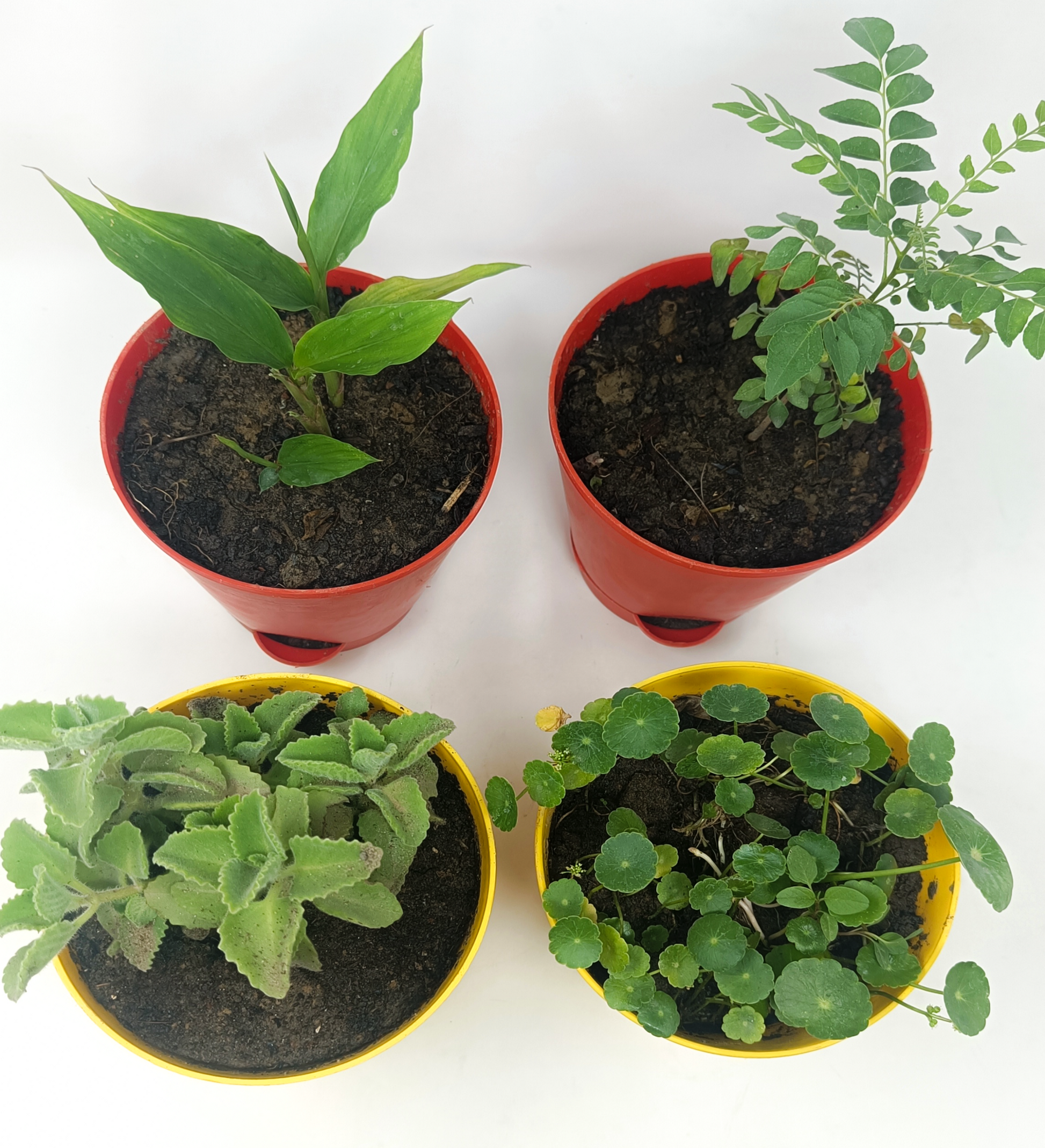 4 Medicinal plant set1