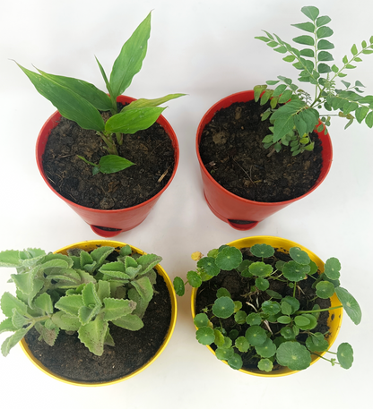 4 Medicinal plant set1