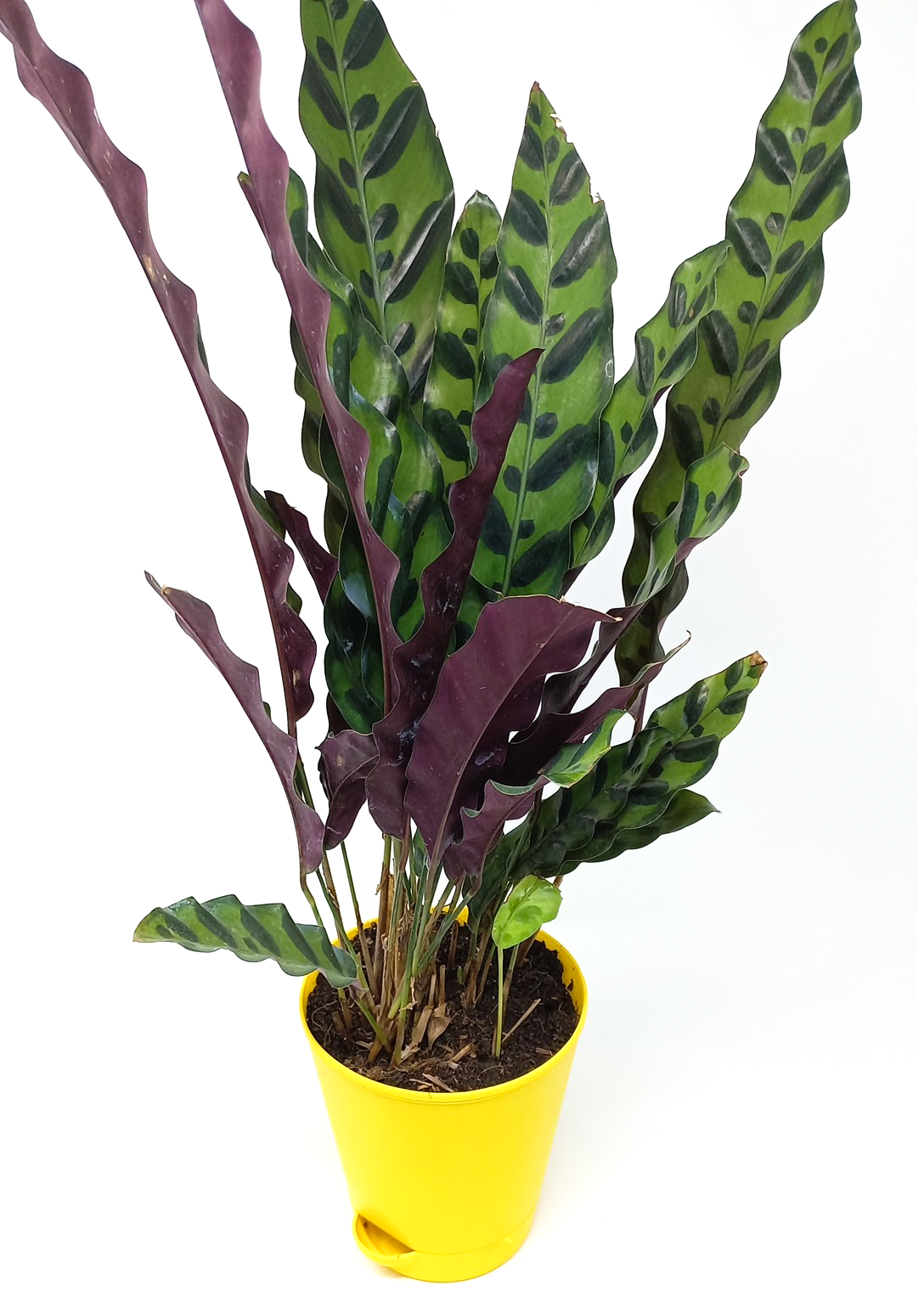 Calathea Rattlesnake