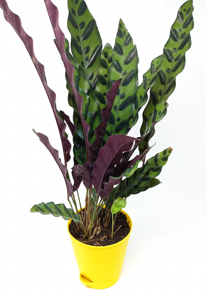 Calathea Rattlesnake