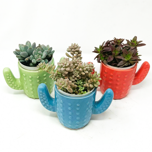 3 Succulent Plants with Ceramic Pots Set2