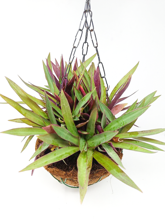 Rhoeo Plant + Hanging Basket