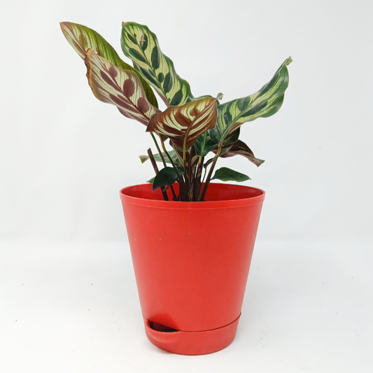 Calathea Makoyana