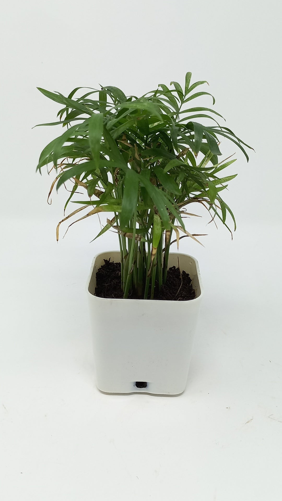 चामेदोरिया हथेली