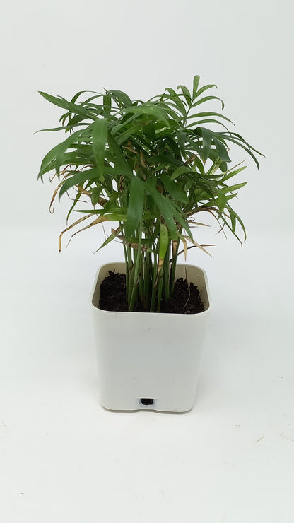 चामेदोरिया हथेली