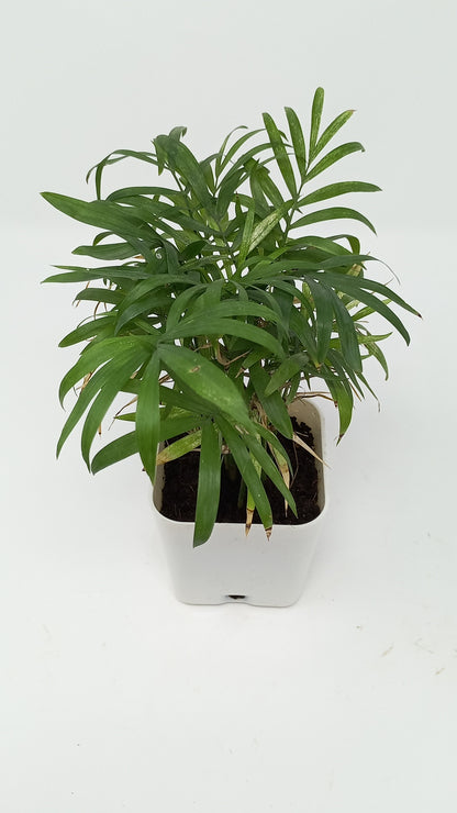 चामेदोरिया हथेली