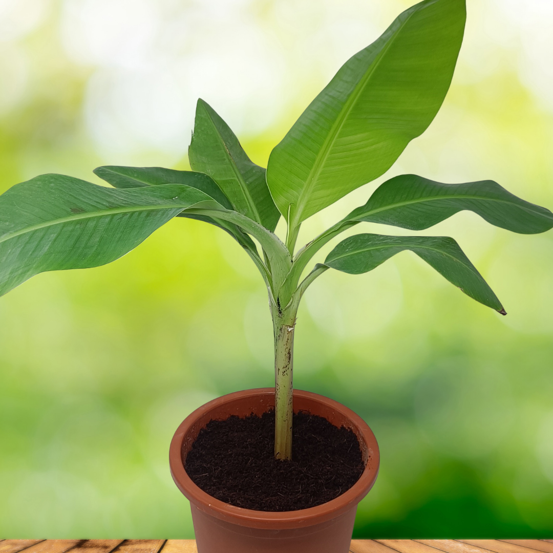 Banana plant 