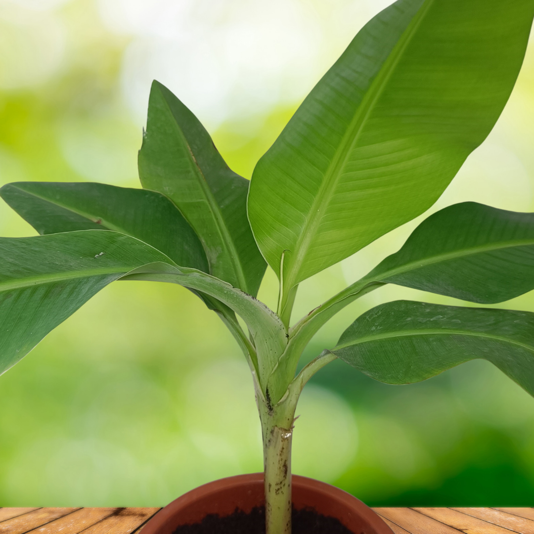 Banana plant 