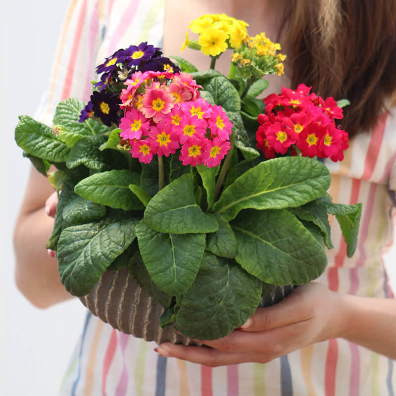 3 Primula flowering Plants set