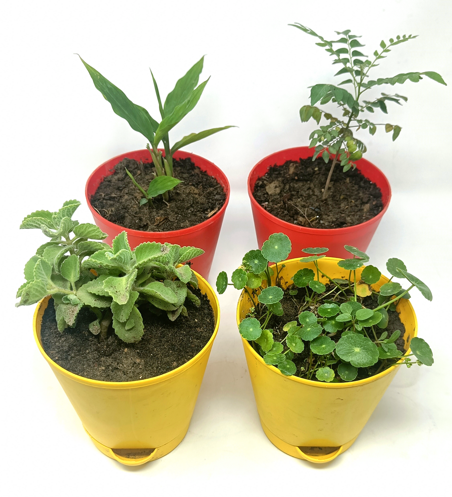 4 Medicinal plant set1