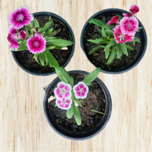डायन्थस (3 का सेट) मौसमी फूल वाले पौधे