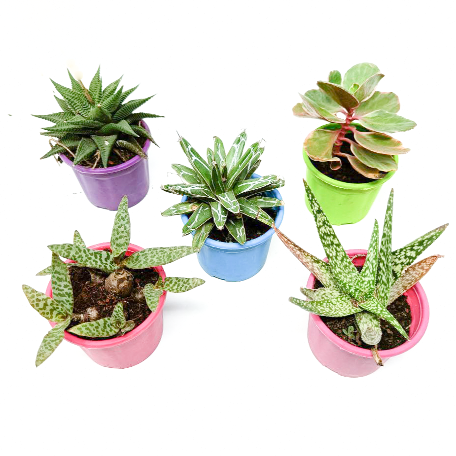 Top 5 Succulent Plants Set