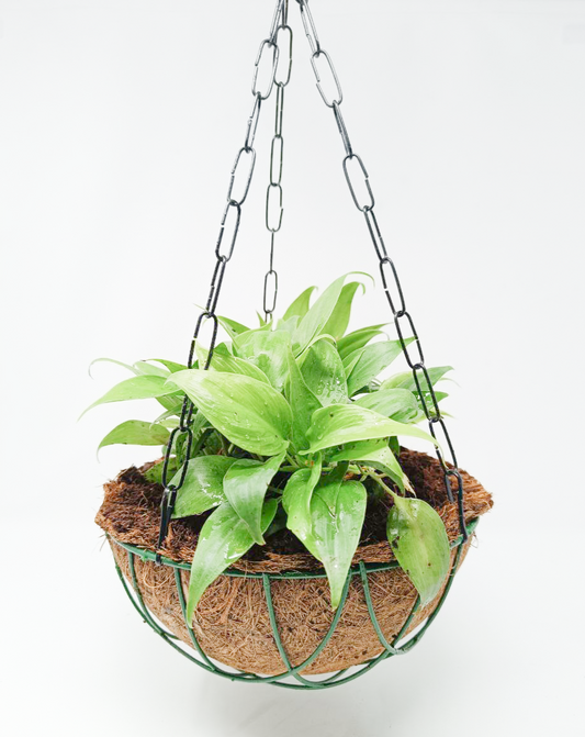 Oxycardium Dwarf + Hanging Basket