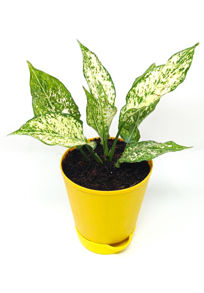 Aglaonema Snow White