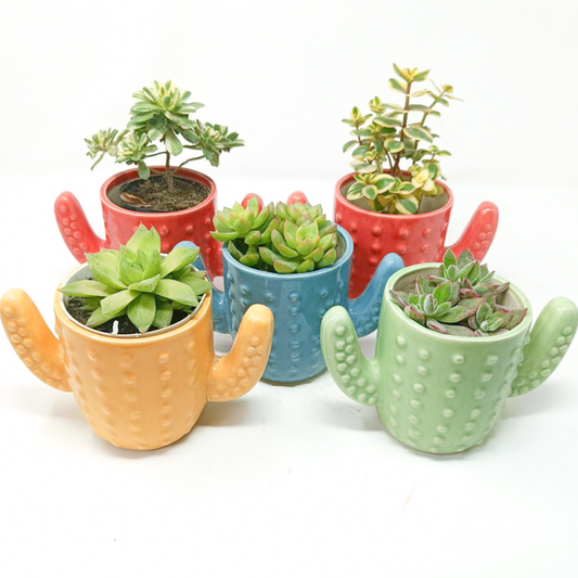 5 Succulent Plants with Ceramic Pots Set-2