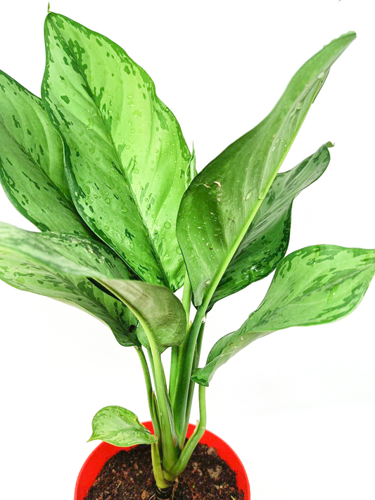 Aglaonema Chinese Evergreen